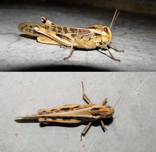 Réf. 266 298 : Locusta migratoria